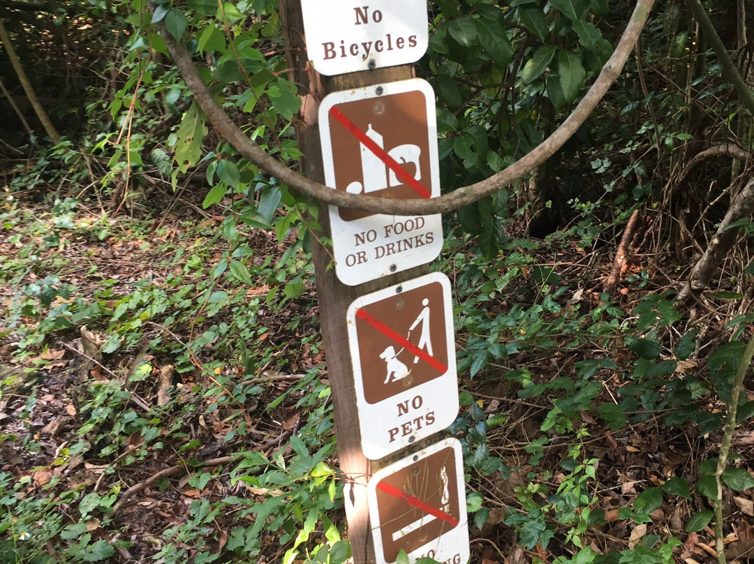 Gumbo Limbo Trail-大沼泽国家公园必去景点