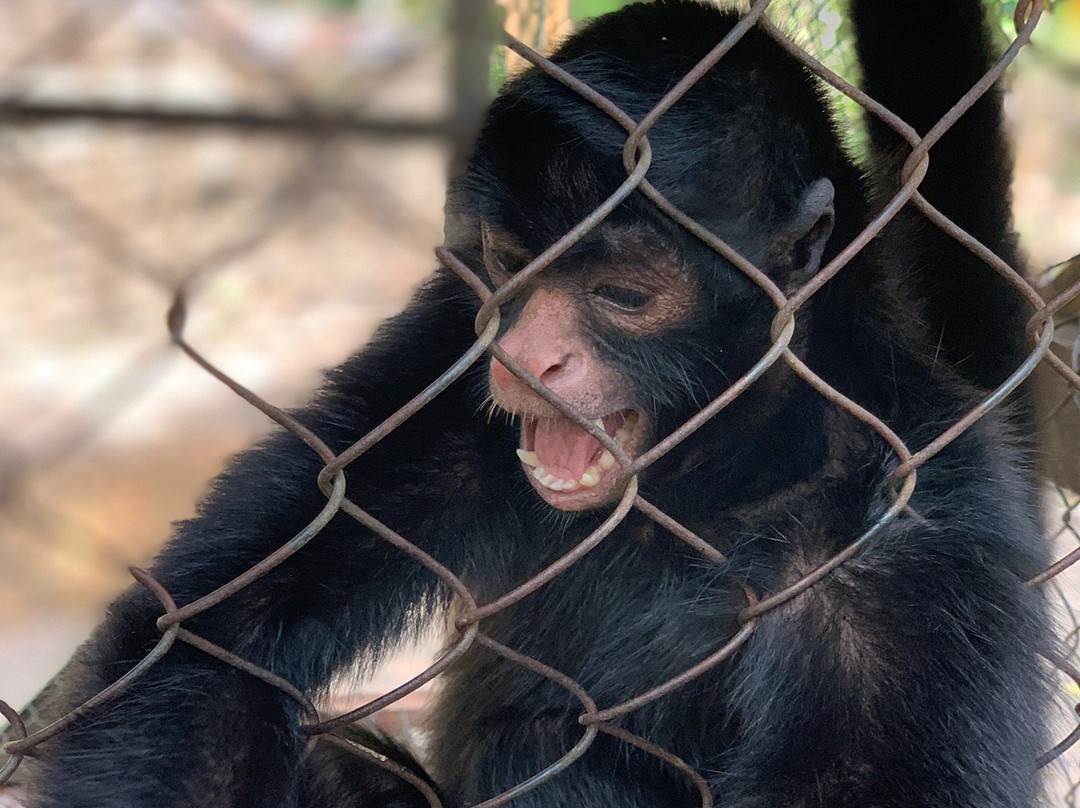 La Jungla Ecolodge-Pucallpa必去景点