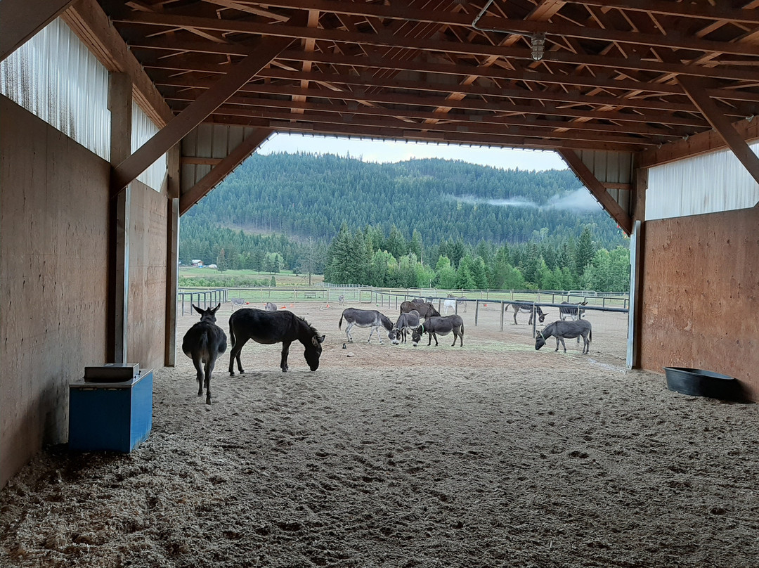 Turtle Valley Donkey Refuge-Chase必去景点