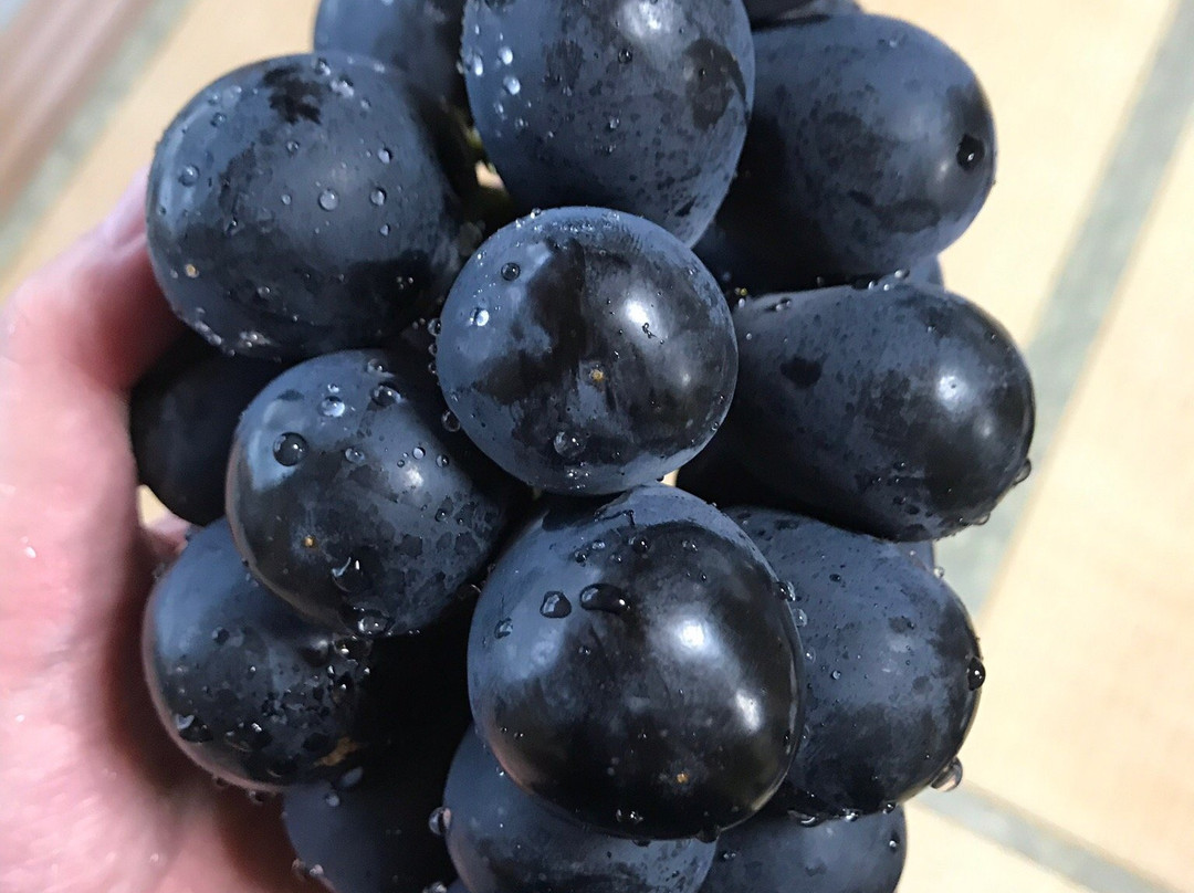 Shuzo Collection-千曲市必去景点