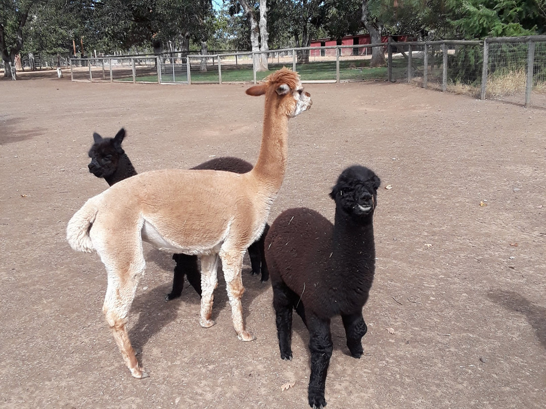 Alpacas at Lone Ranch-White City必去景点