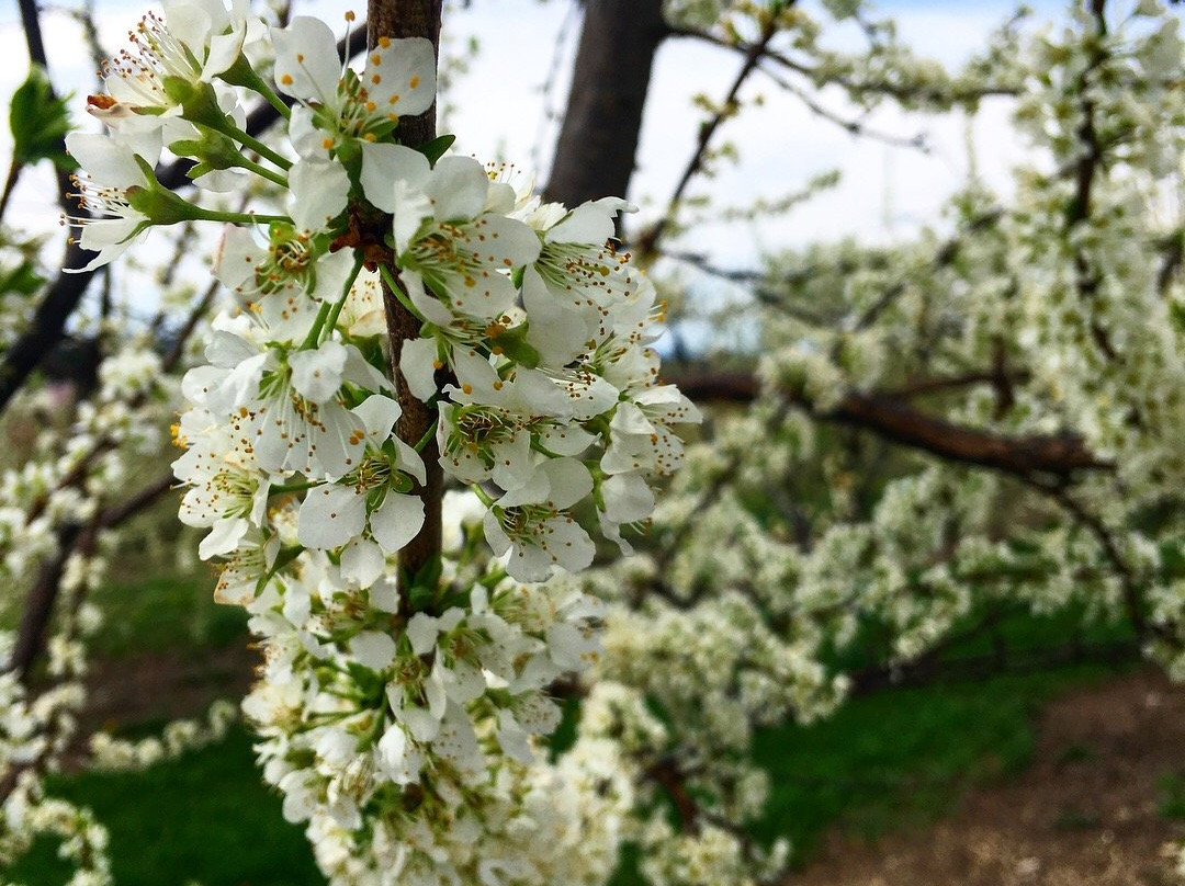 Love Apple Farm-Ghent必去景点