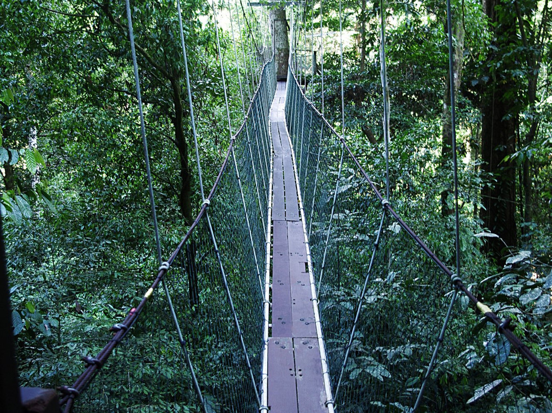 Mulu Skywalk-姆鲁国家公园必去景点