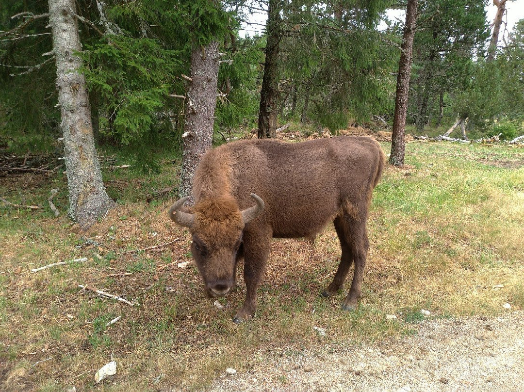 Réserve Bisons d'Europe景点图片