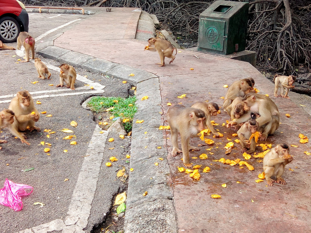 Mangrove Swamp Park-红土坎必去景点