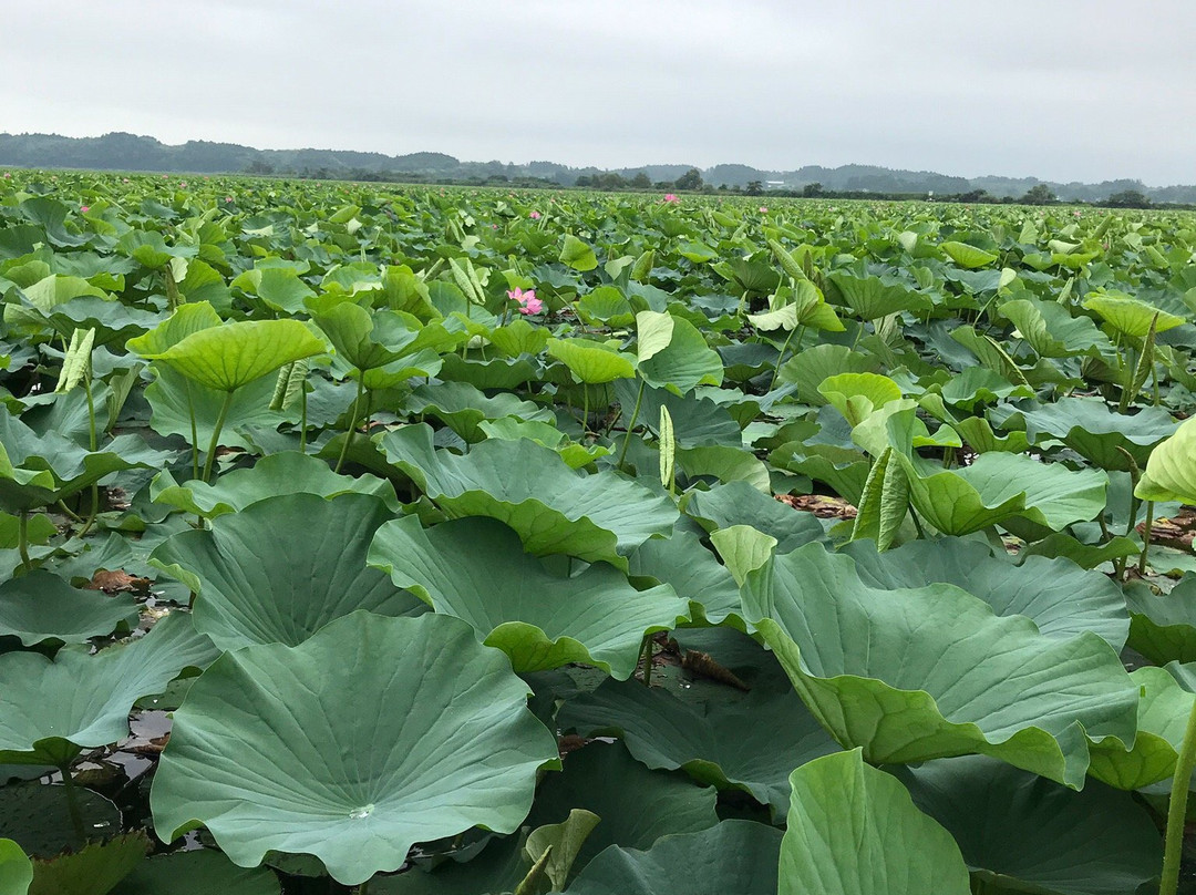 Izunuma and Uchinuma Swamp-栗原市必去景点