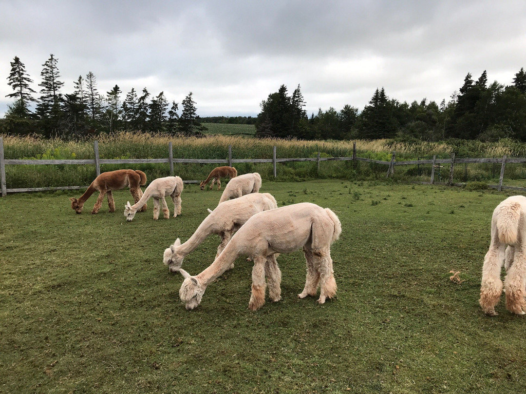 Green Gable Alpacas-null必去景点
