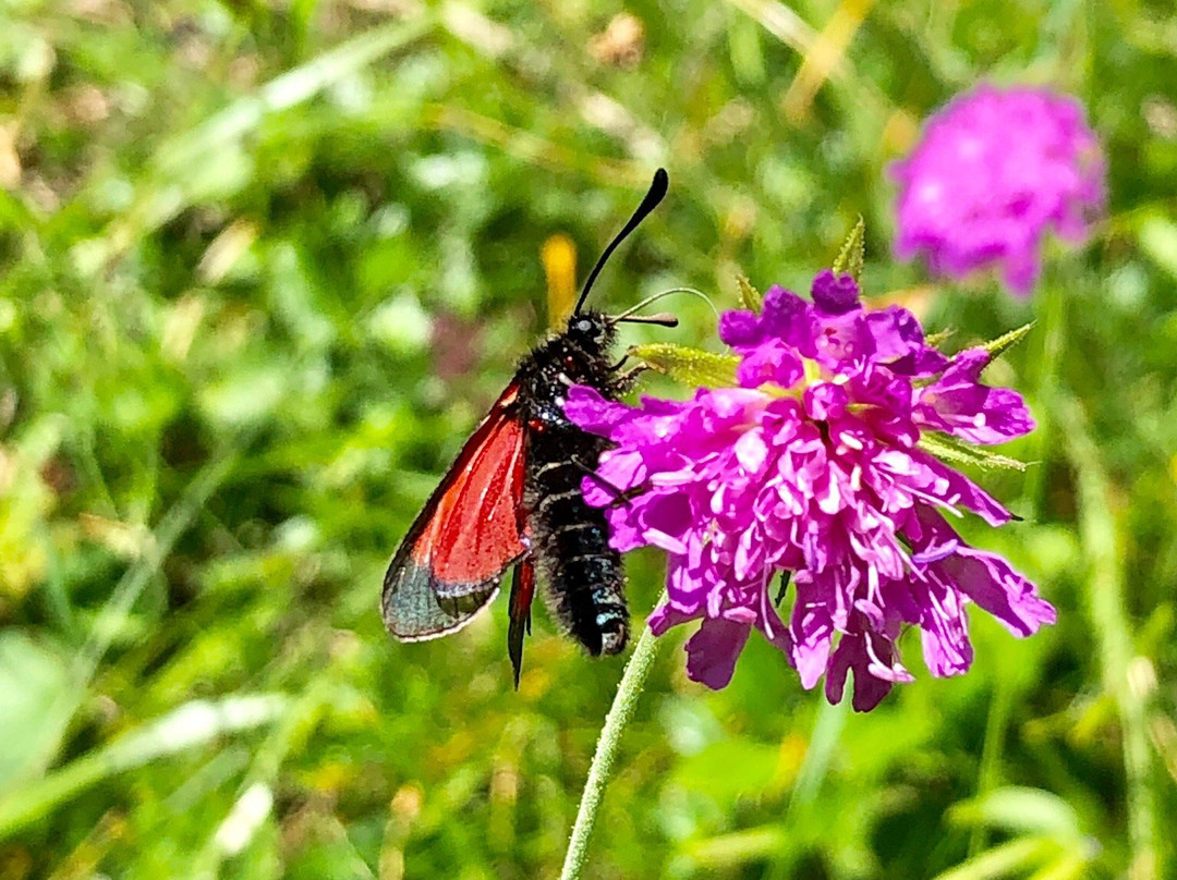 Restor Natura Malga Mondent