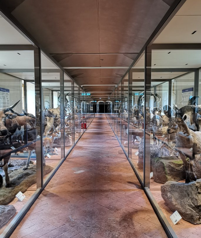 Museo di Storia Naturale - Universita di Pisa景点图片