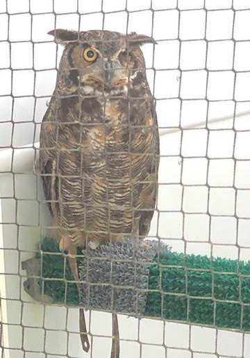 Wings Of Eagles-塞维尔维尔必去景点