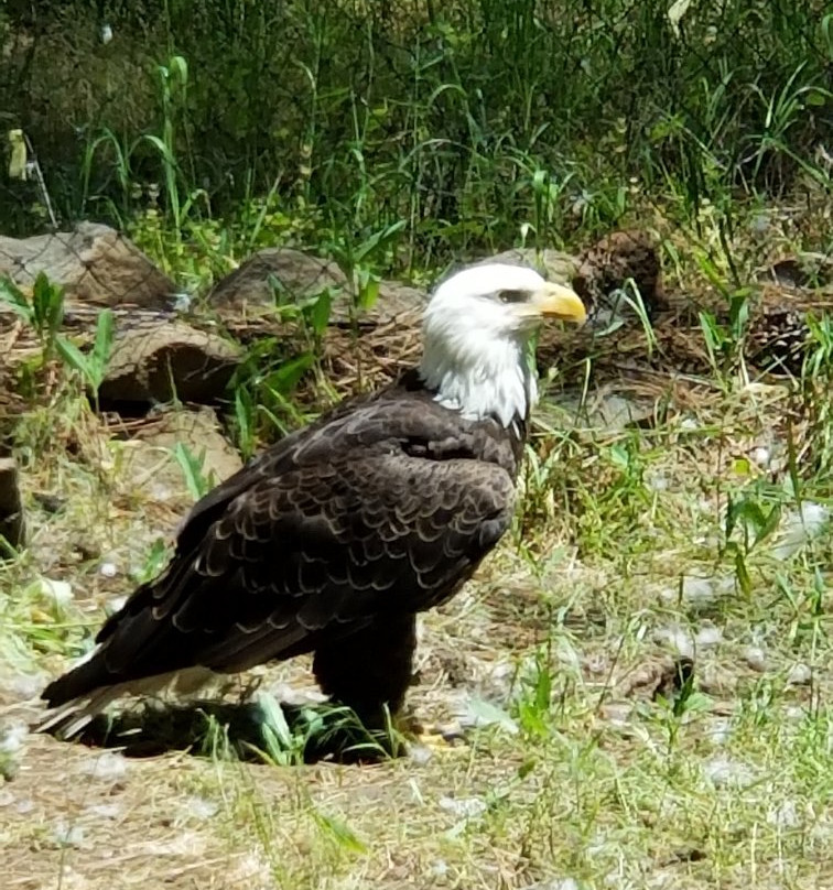 Badger Run Wildlife Rehab-克拉马斯福尔斯必去景点