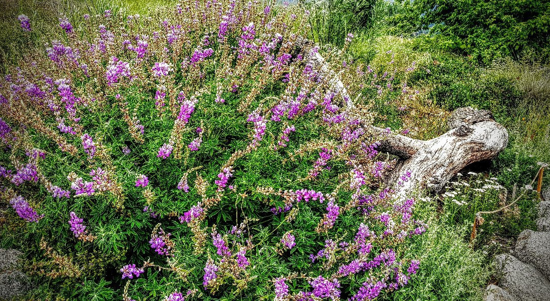 Oak Glen Preserve-Oak Glen必去景点
