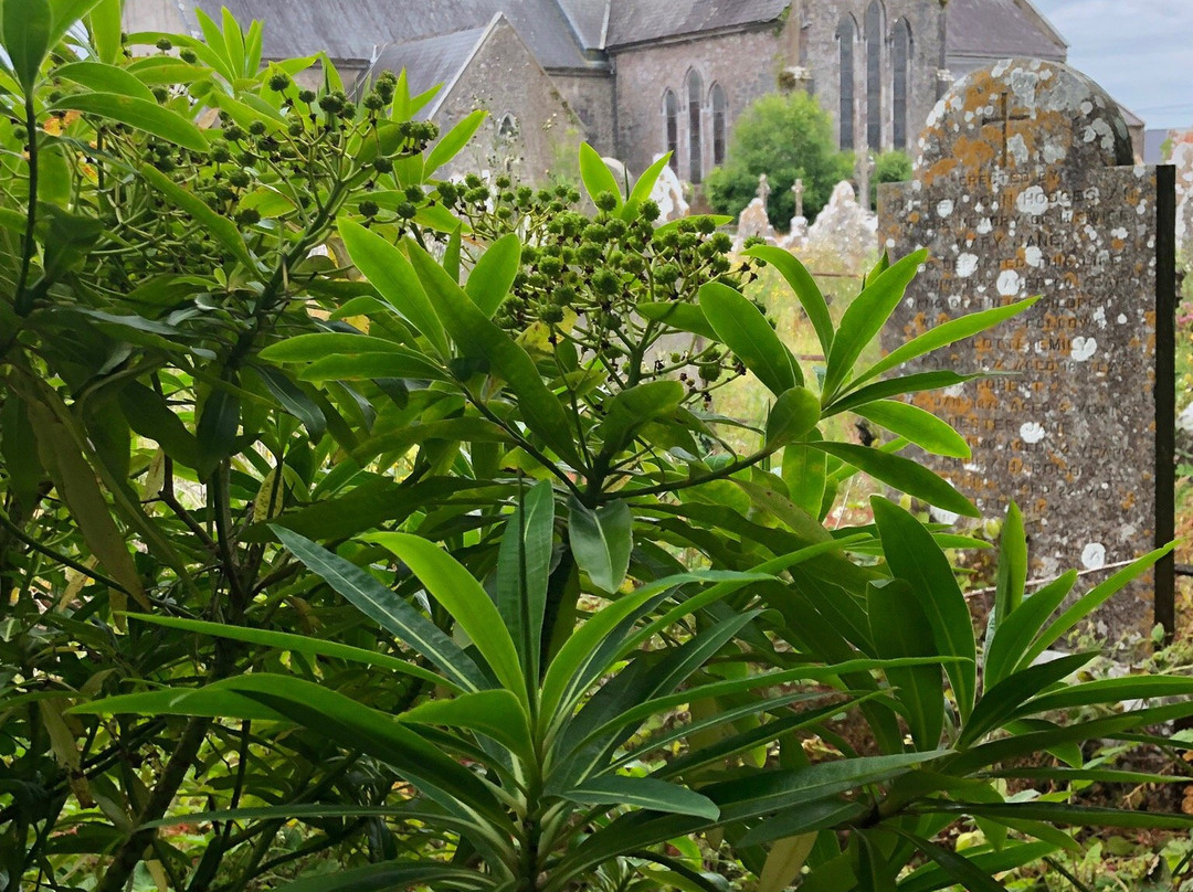 Cloyne Cathedral景点图片