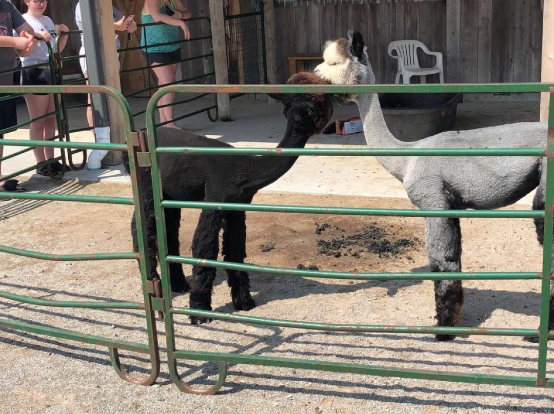 Sabamba Alpaca Ranch and Bed & Breakfast主图