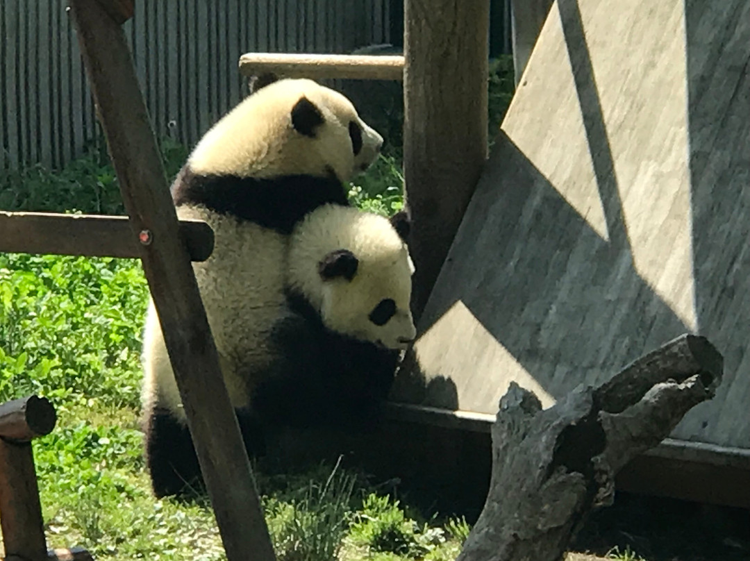 卧龙中华大熊猫苑神树坪基地-都江堰市必去景点