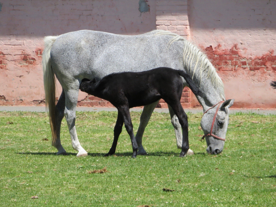 State Stud Farms Djakovo-Dakovo必去景点