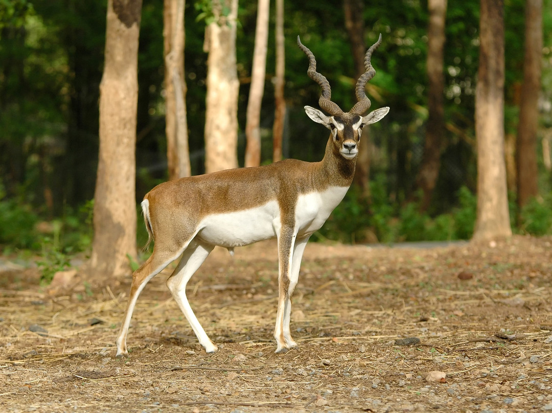 The Indian Safari景点图片