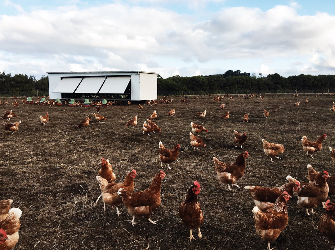 Bimbadeen Phillip Island-Ventnor必去景点