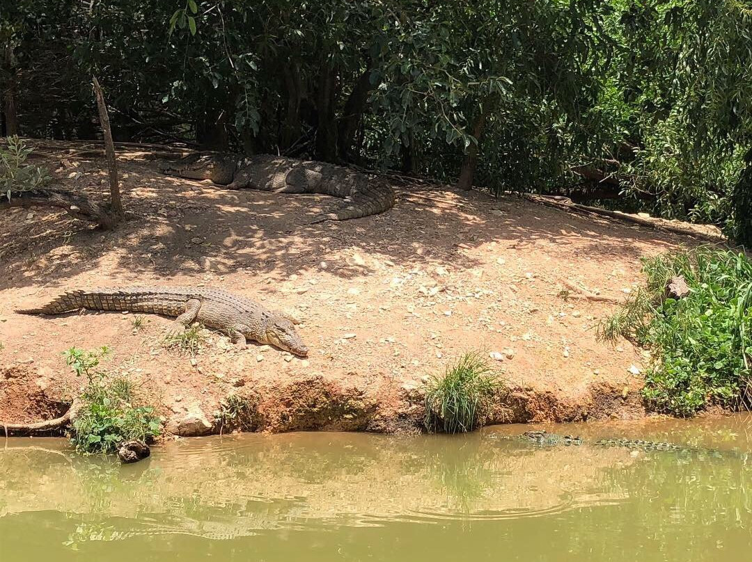 Crocodylus Park景点图片
