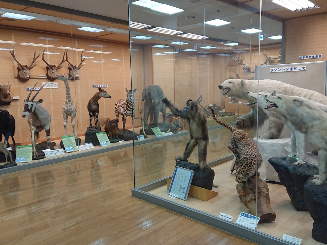 Kishiwada Nature Musium-岸和田市必去景点