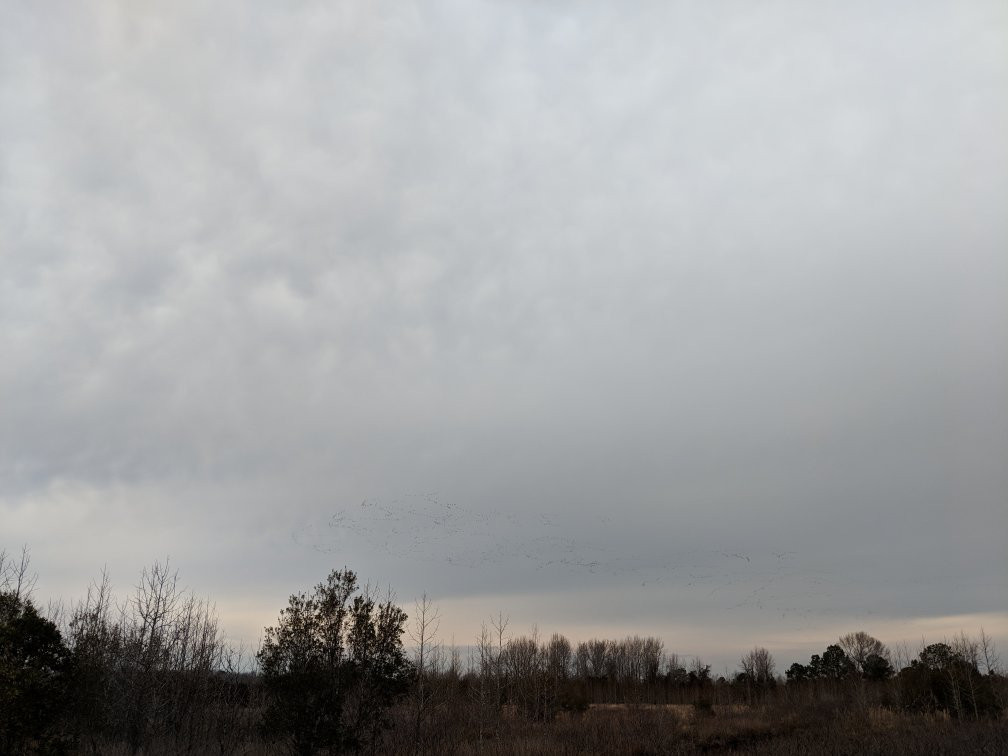 Pungo Unit Of Pocosin Lakes National Wildlife Refuge景点图片