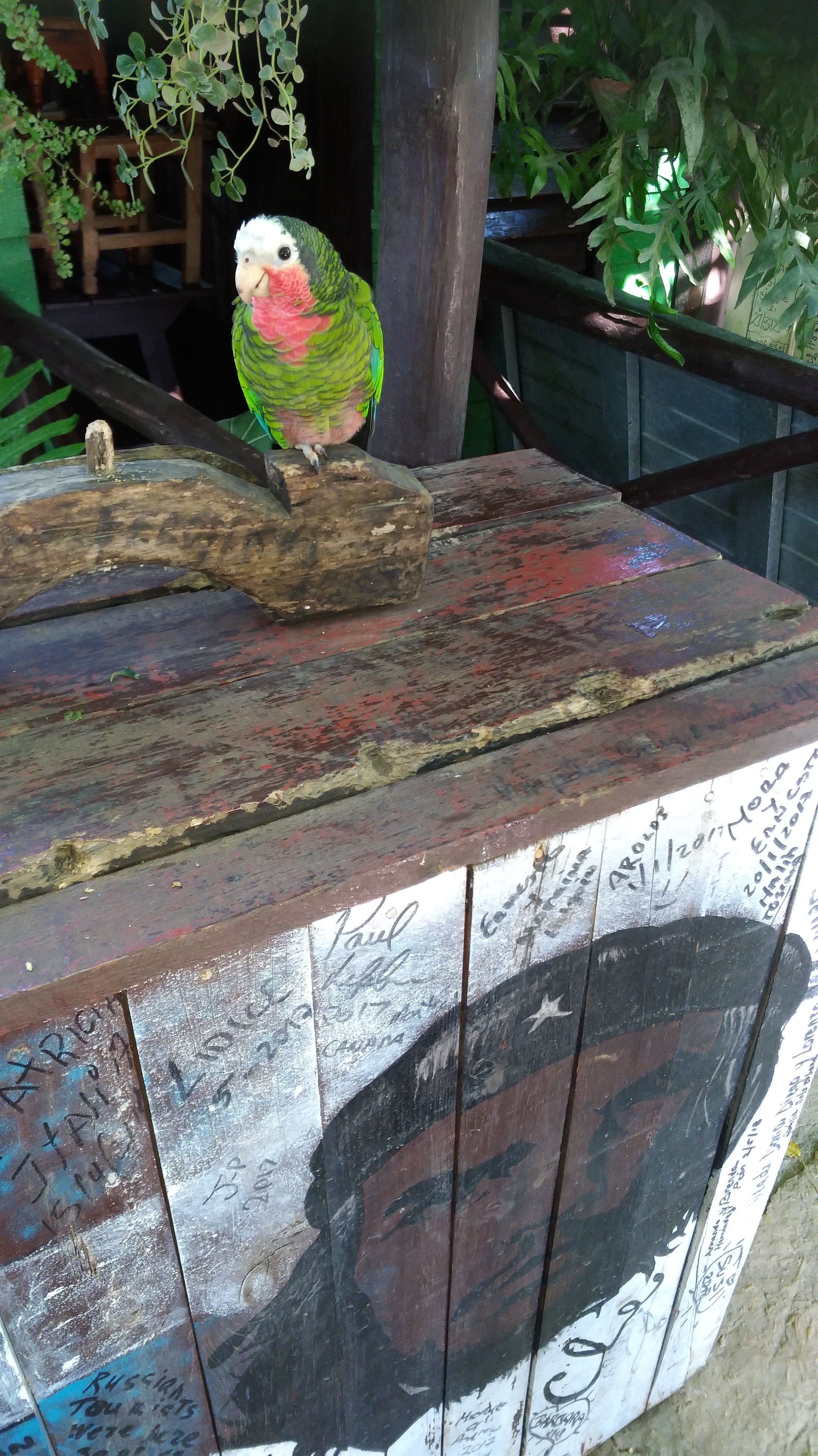 Villa Don Koki-家庭/游戏区