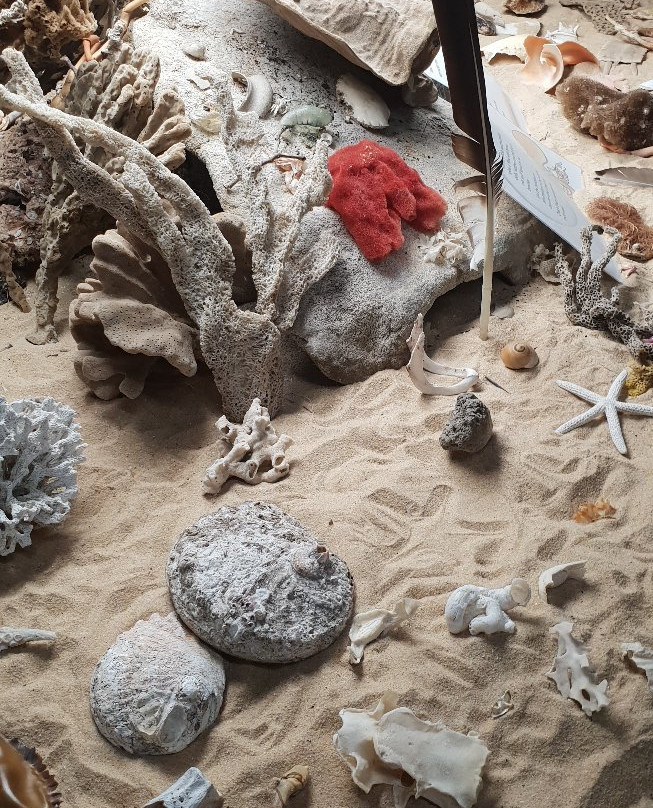 Sapphire Coast Marine Discovery Centre景点图片