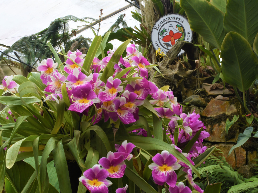 Ecuagenera - Orchids from Ecuador景点图片