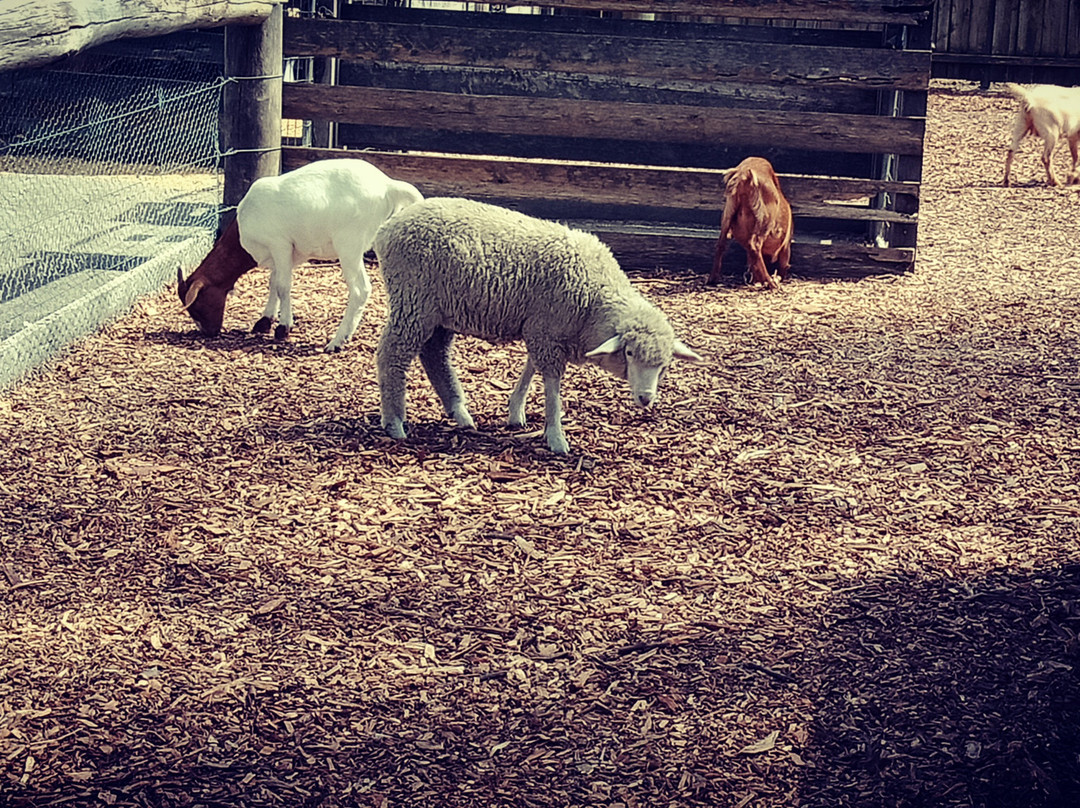 Hunter Valley Wildlife Park景点图片