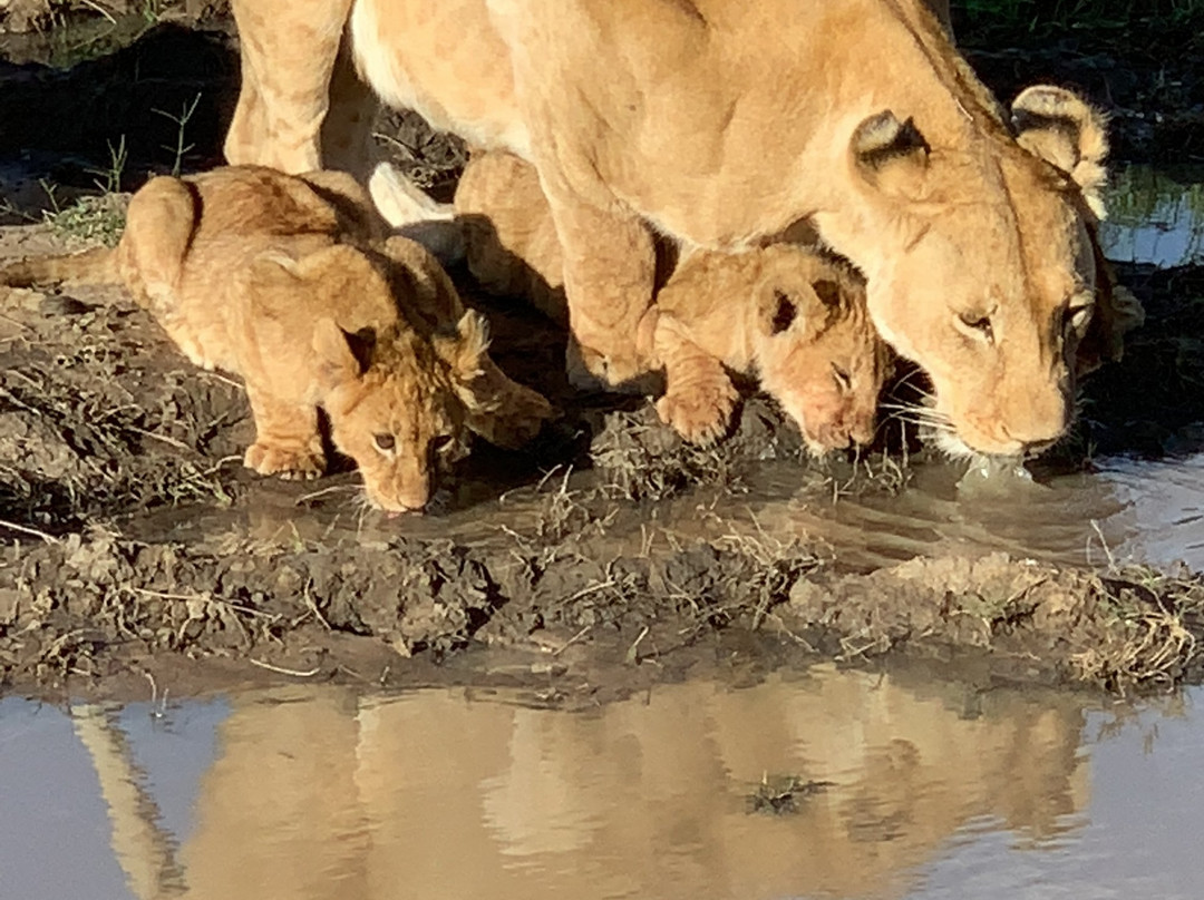 Tazama Africa Holidays-内罗毕必去景点