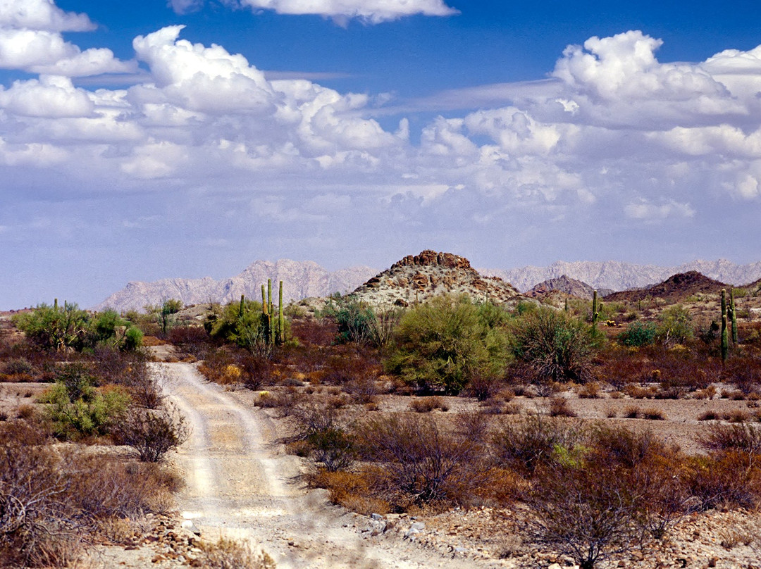Cabeza Prieta National Wildlife Refuge-Ajo必去景点