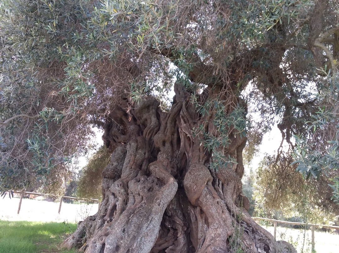 S'Ortu Mannu-Villamassargia必去景点