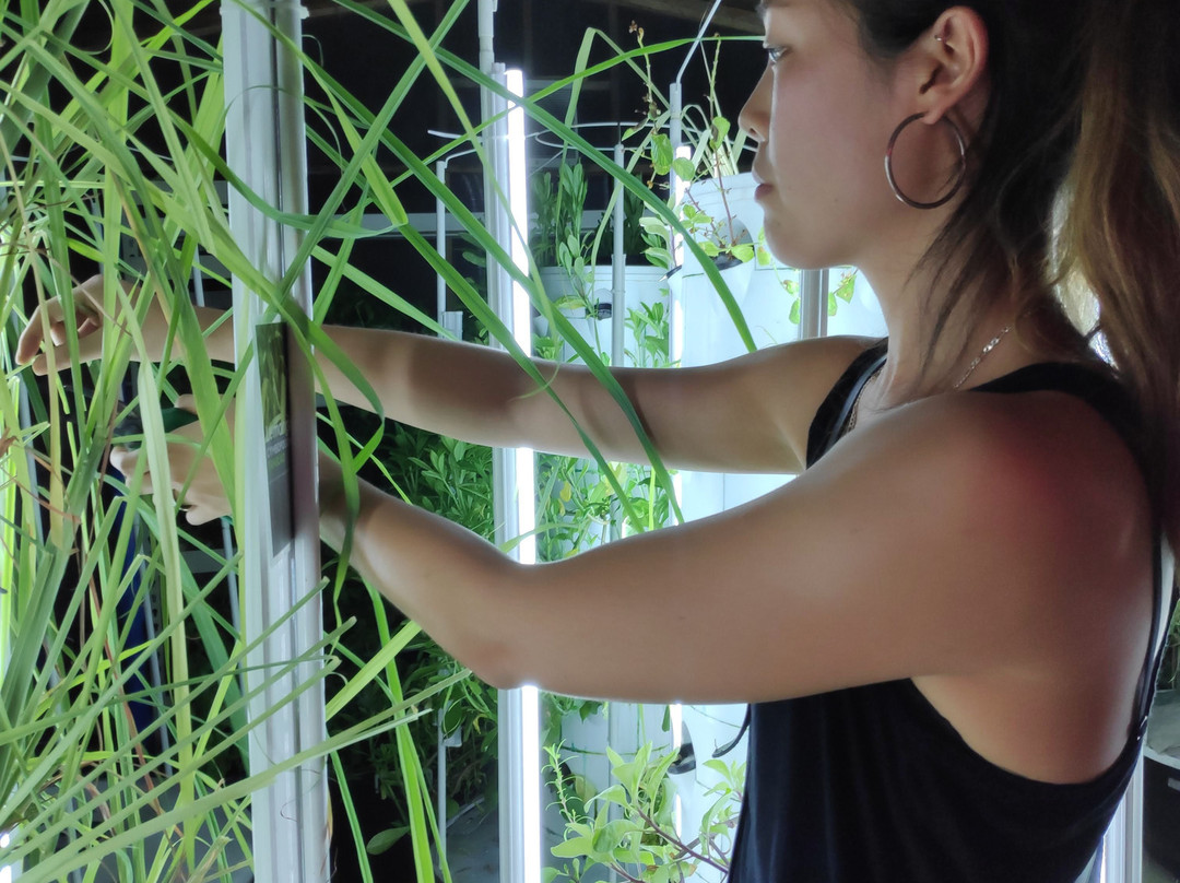 Urban Greens Hydroponic Farm Systems-马卡蒂必去景点