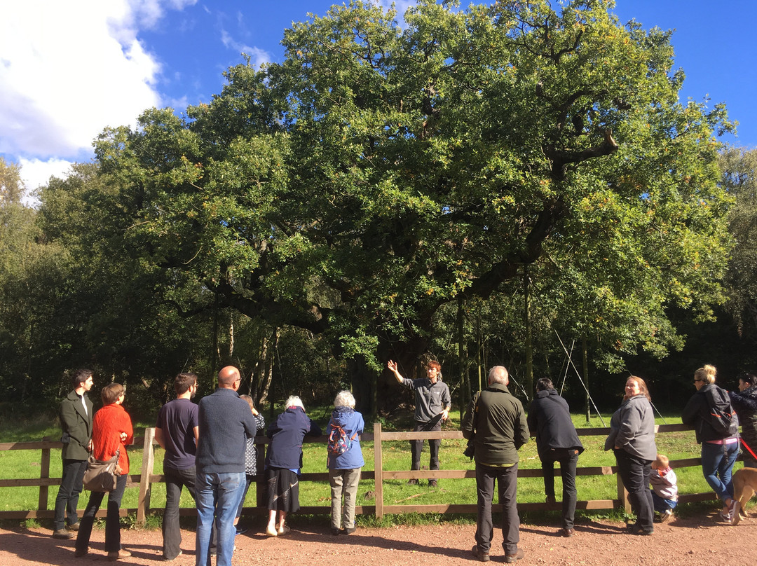 Sherwood Forest Visitor Centre景点图片