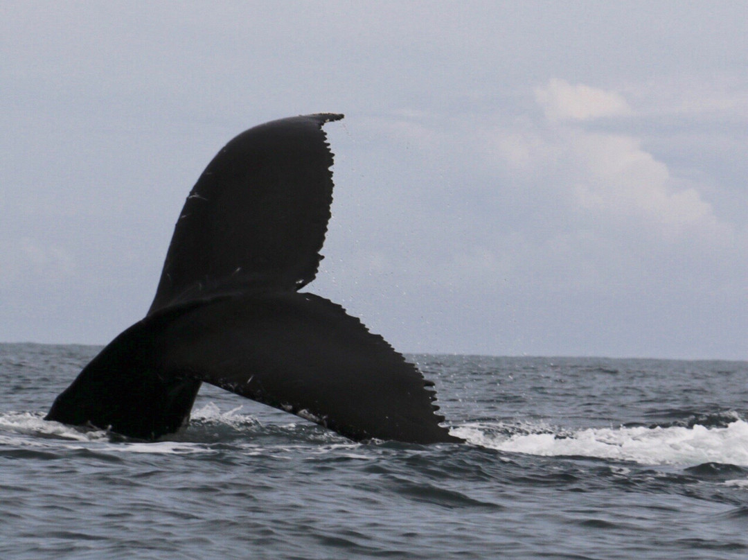 El Amejal-Bahia Solano必去景点
