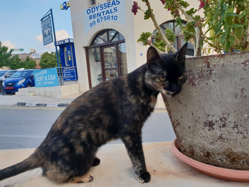 Viva Polis-城邦必去景点