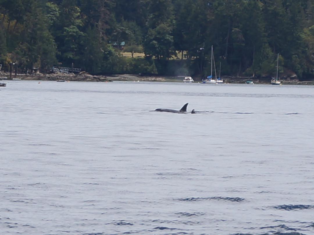 Old Trout Bed and Breakfast主图