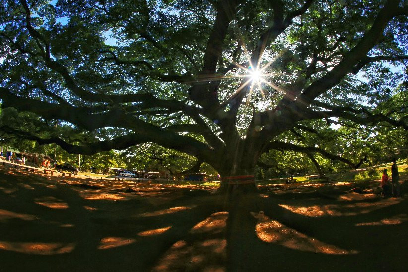 Giant Tree Kanchanaburi景点图片
