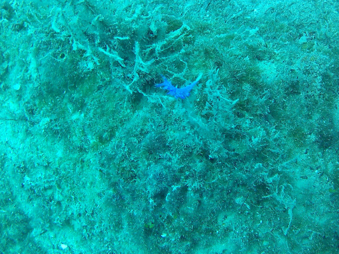 Crostaceo Dive center and Watersports Club-路特奇必去景点