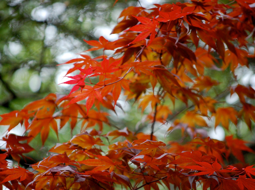 Inn the Woods Bed and Breakfast主图