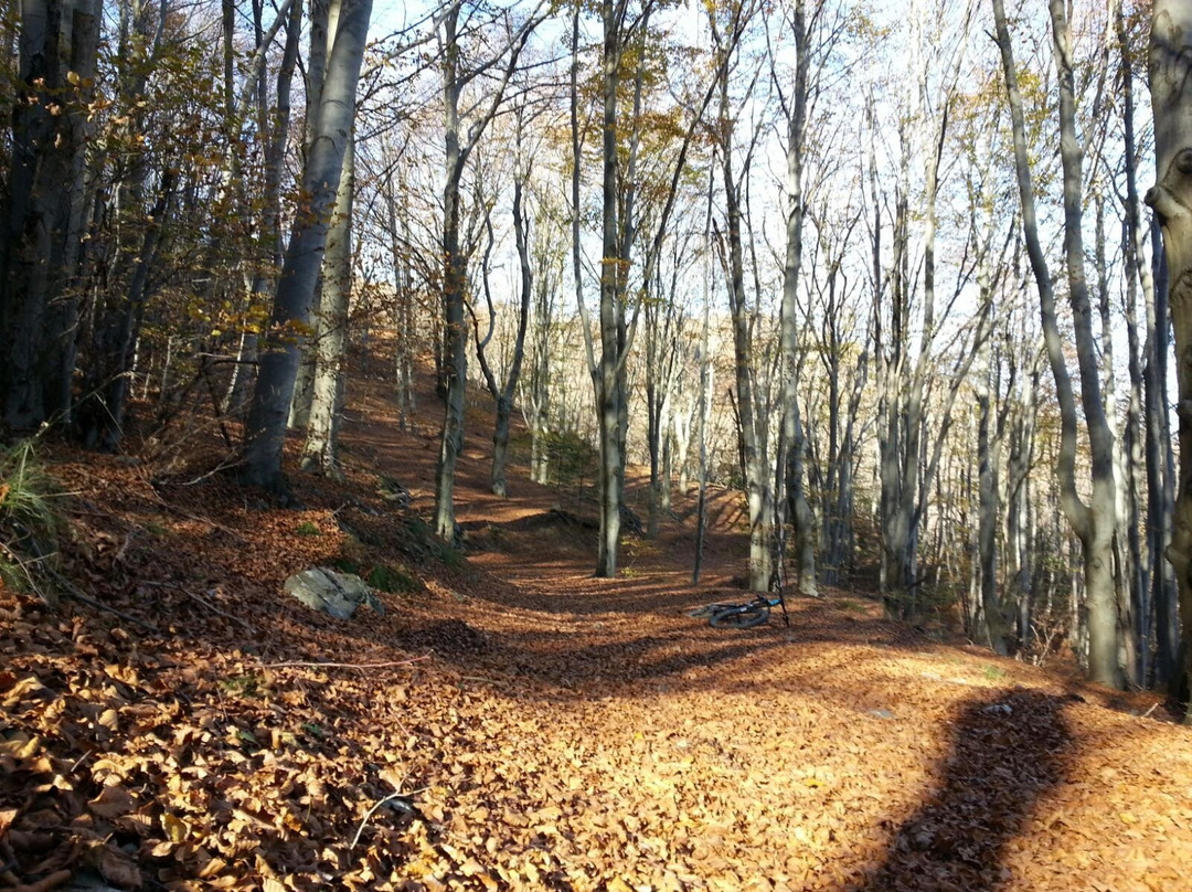 Foresta demaniale del Melogno景点图片