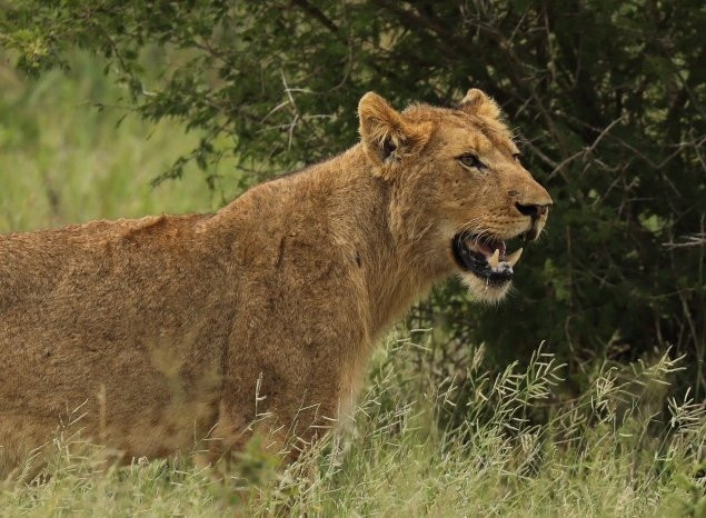Kruger Pride Safaris景点图片