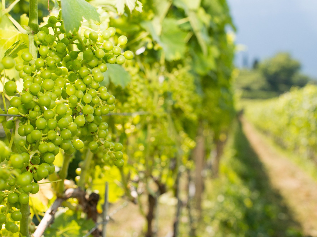 Pension Etschblick主图