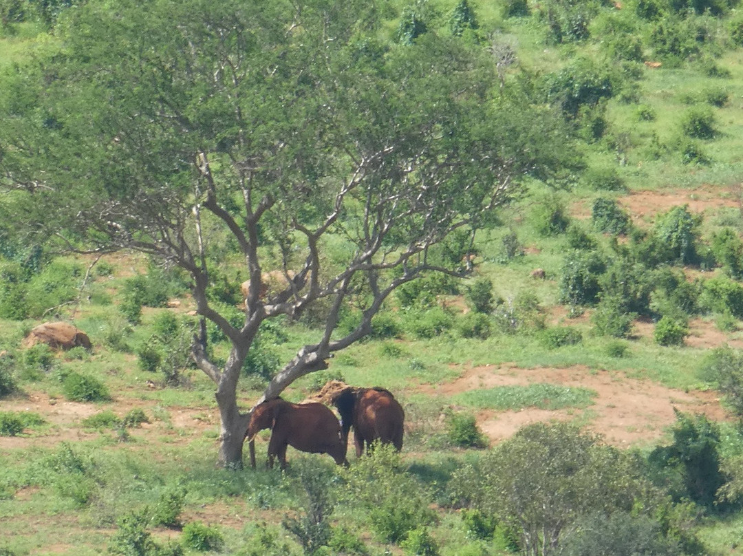 Lion Hill Safari Lodge主图