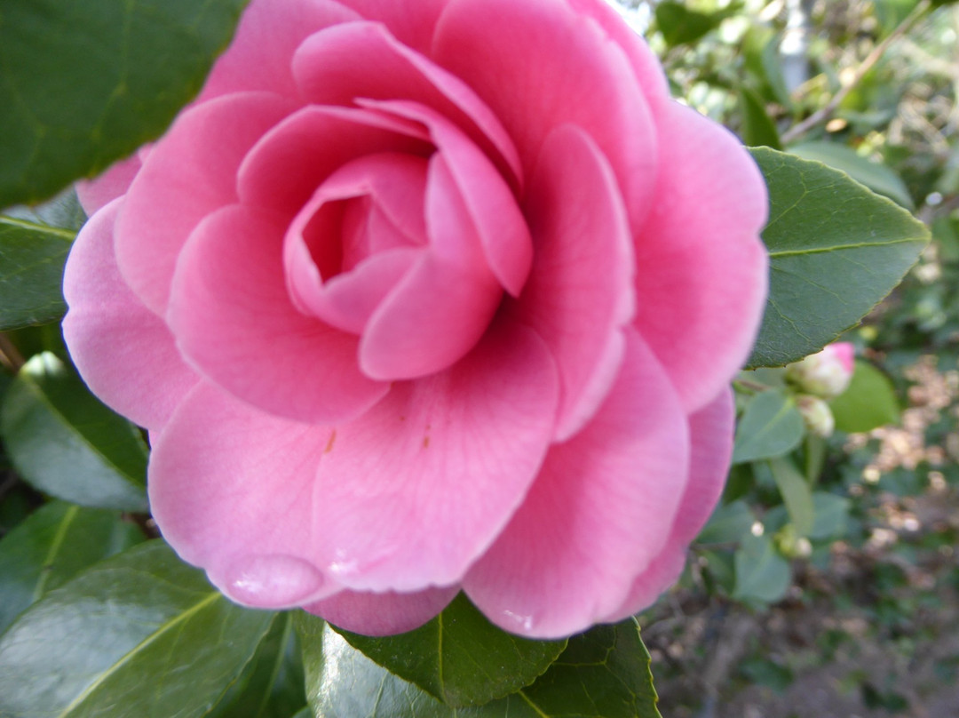 Camellia Park景点图片