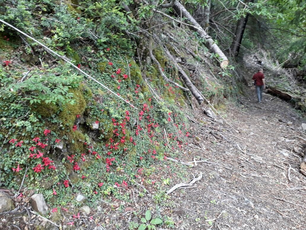Las Cascadas-Futaleufu必去景点