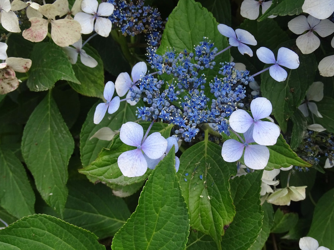 Circuit des Hortensias-Ploermel必去景点