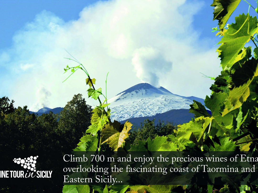 Wine Tour in Sicily - Day Tours景点图片