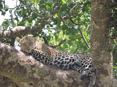 Africa Safari Classics-内罗毕必去景点