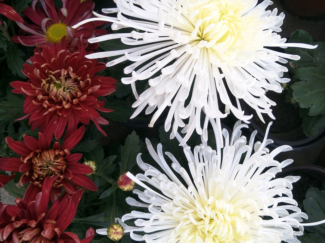 朝阳慕容街-朝阳市必去景点